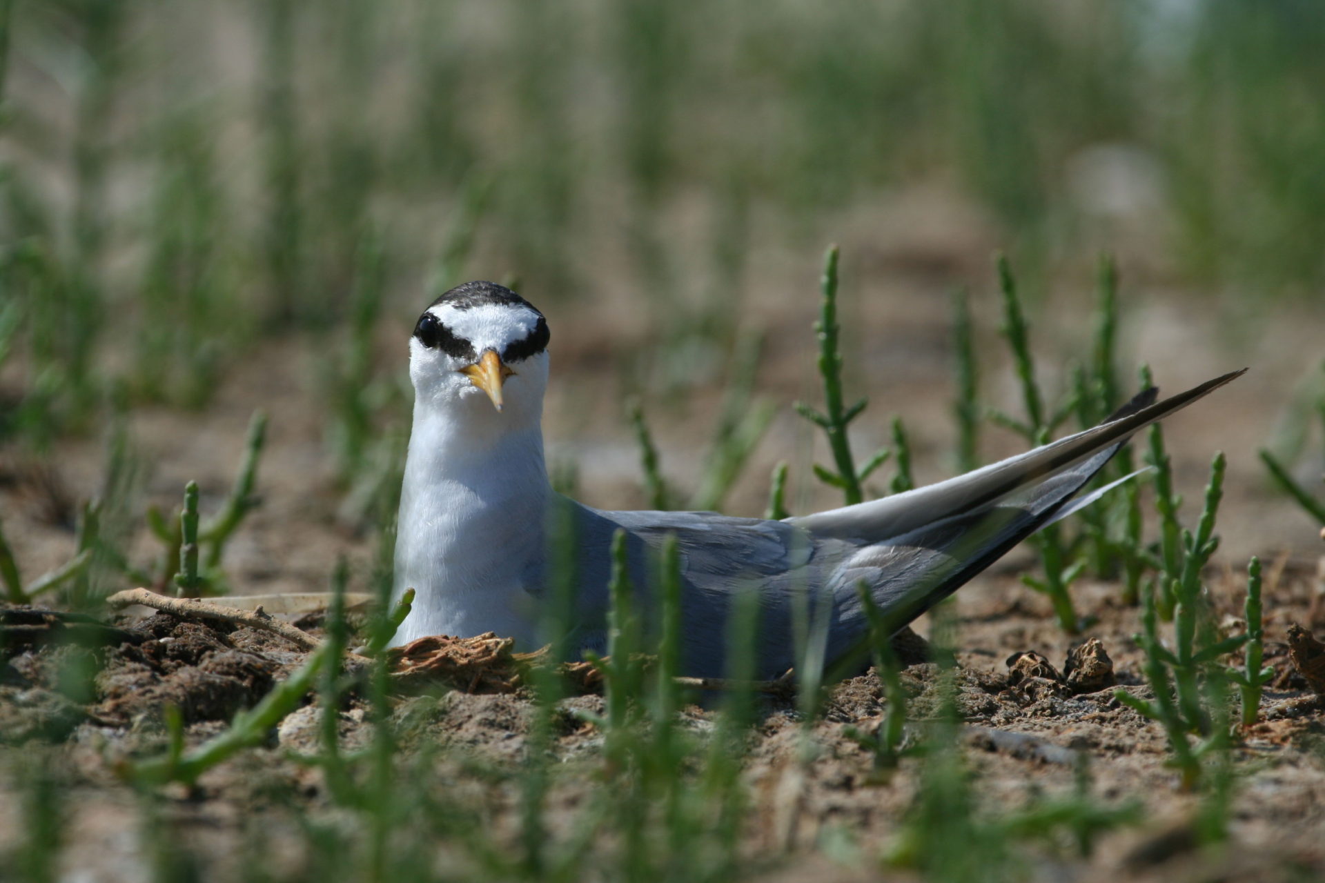La Météo des oiseaux - Parc naturel régional de la Narbonnaise en